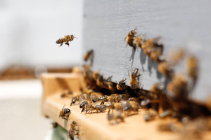 Как достать жало пчелы, если под рукой только кредитка: Советы врача
