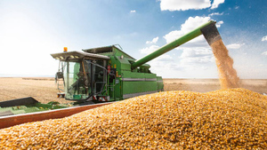 "Злоупотребляли нашей добротой": Эксперт объяснил, почему отмена зерновой сделки — логичный шаг России