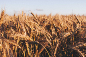 Цены на пшеницу резко выросли после прекращения зерновой сделки 