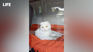 На Урале появилась первая в мире глухая кошка-дальнобойщица