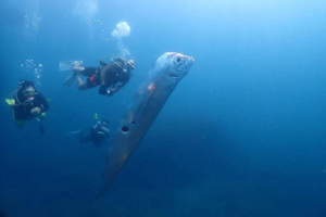 Ихтиолог развеял миф об обнаруженной на Тайване "рыбе судного дня"