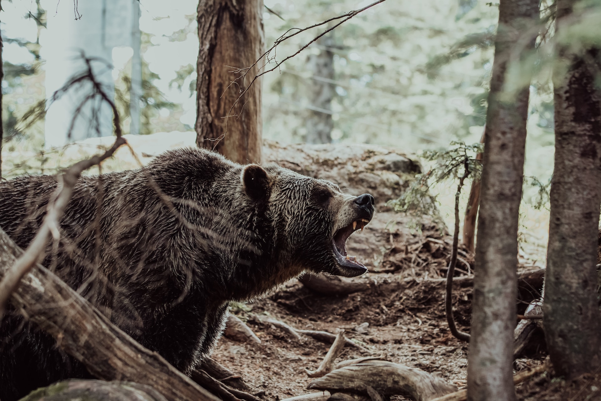 Прогуливающийся медведь случайно сорвал начало смены в детском лагере в Якутии
