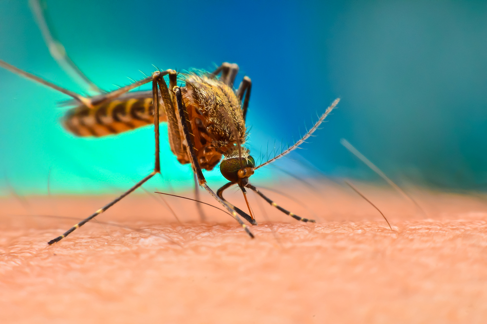 В Минобороны РФ указали на связь между экспериментами США с комарами и эпидемиями