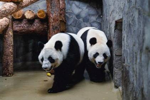 Нужен третий: Зоолог оценила шансы панд Жуи и Диндин из Московского зоопарка завести потомство