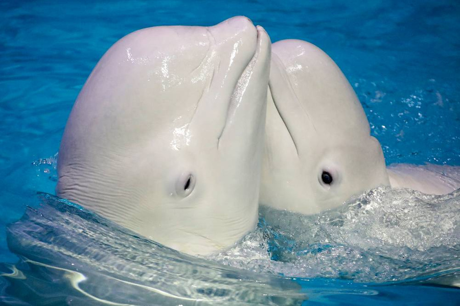 23 июля отмечается Всемирный день китов и дельфинов. Фото © ТАСС / Кирилл Кухмарь