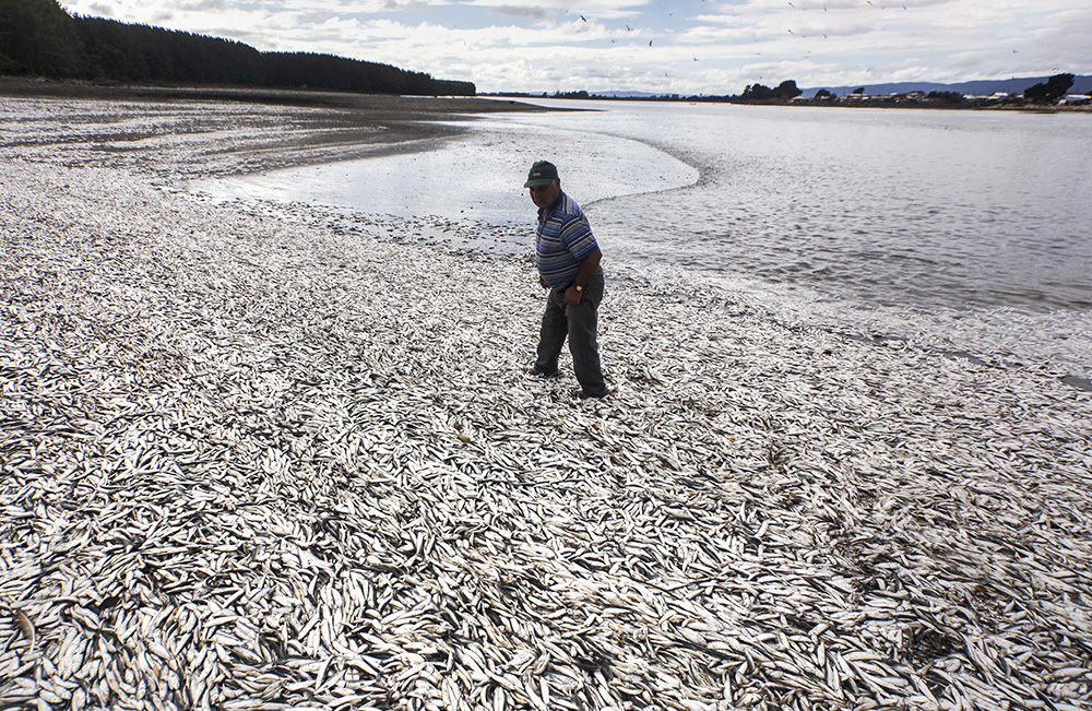 Массовая гибель рыбы из-за размножения токсичных микроводорослей. Фото © ТАСС / AP / Felix Marquez
