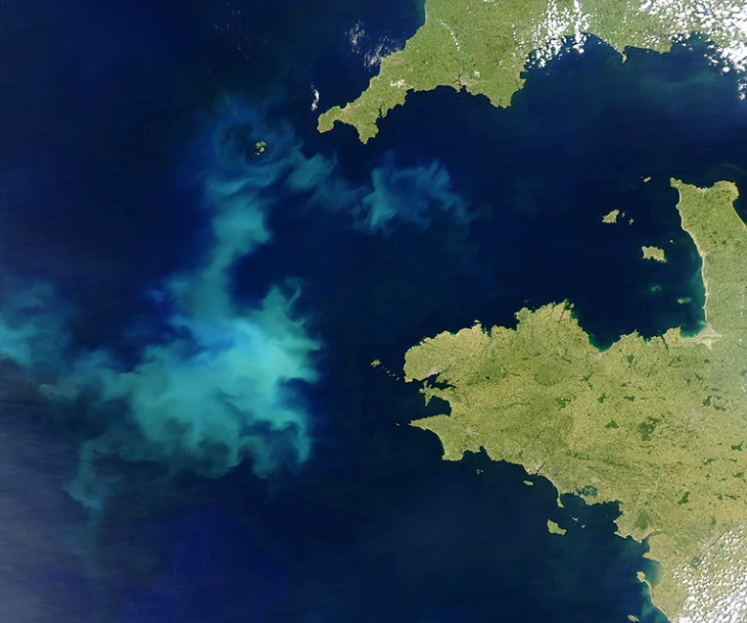 Цветение воды из-за размножения фитопланктона у берегов Франции в 2004 году. Фото © NASA