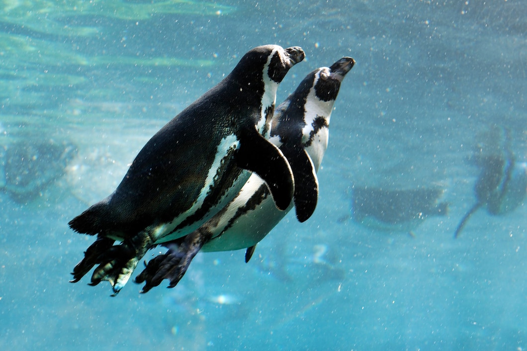 Гнев Атлантики: Океан начал извергать на берег тысячи мёртвых пингвинов, учёные встревожены