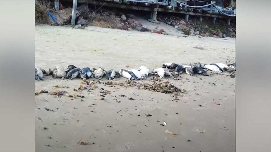Мёртвые пингвины на уругвайском побережье. Обложка © YouTube / TRT