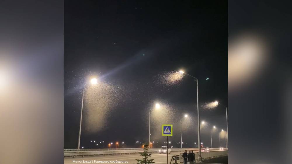 В Липецкой области очевидцы сняли на видео нашествие огромной тучи мотыльков