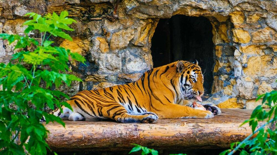 29 июля отмечается Международный день тигра. Фото © Агентство "Москва"