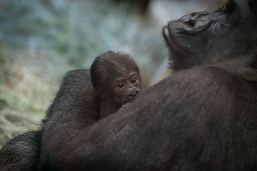 Салли с детёнышем. Обложка © Twitter / Columbus Zoo