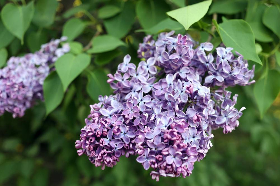 Владелицы сиреневого сада — оптимистки. Фото © ТАСС / Галеев Анвар