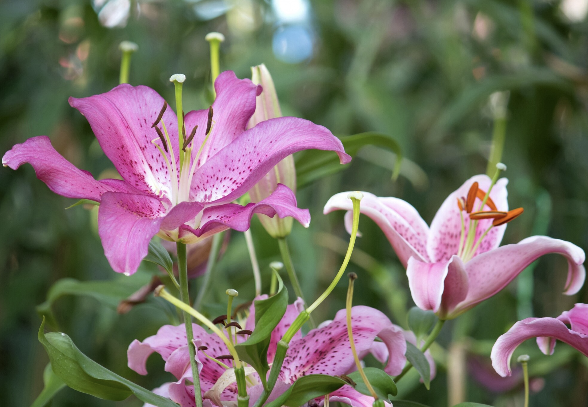 Идеальным спутником для любительниц лилий будет мужчина-ипохондрик. Фото © Freepik / aopsan