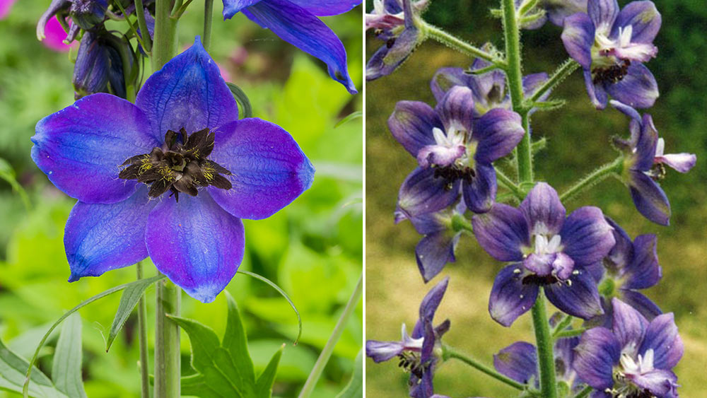 Любительницы дельфиниумов обладают творческой жилкой и мечтательностью Фото © Wikipedia / Dominicus Johannes Bergsma / Ghislain118 