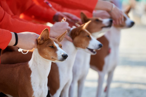 Заводчиков животных в России хотят обложить налогами