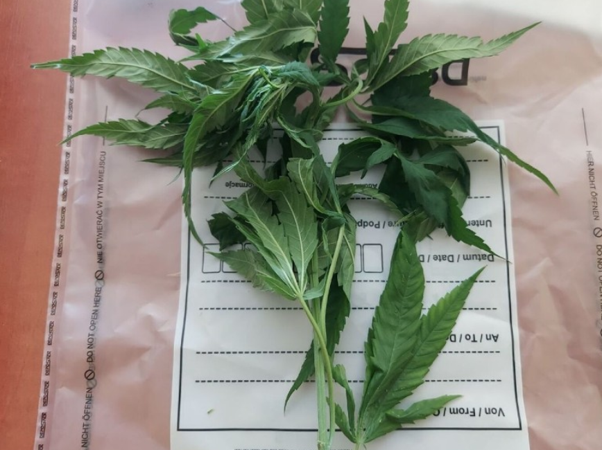 Изъятая у поляка конопля. Фото © Twitter / LukSaptura