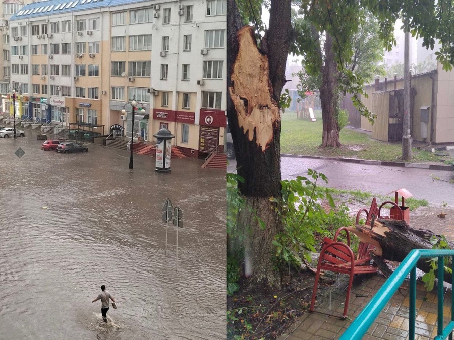 Затопленная улица и поваленное дерево в Белгороде. Обложка © VK / Инцидент Белгород