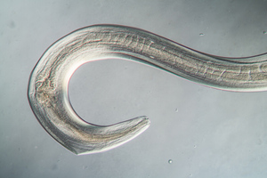 Учёные оживили червя из вечной мерзлоты Сибири возрастом почти 50 тысяч лет