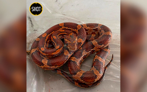 Огромная змея выползла из кустов и напугала семью с детьми у магазина в Москве