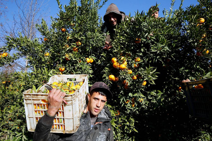 Алжирский фермер собирает мандарины в Буфарике, к югу от Алжира. Фото © Getty Images / NurPhoto