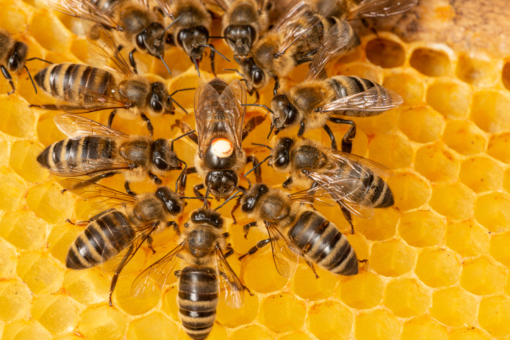 Учёные выяснили, зачем пчёлы строят соты разного размера