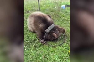 Платная игрушка: Россиянин посадил медвежонка на цепь и продавал туристам "бои" с ним
