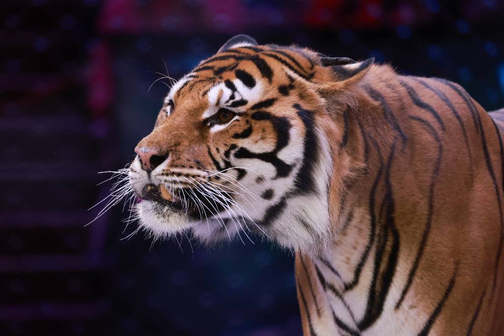 В России 29 июля отмечается Международный день тигра