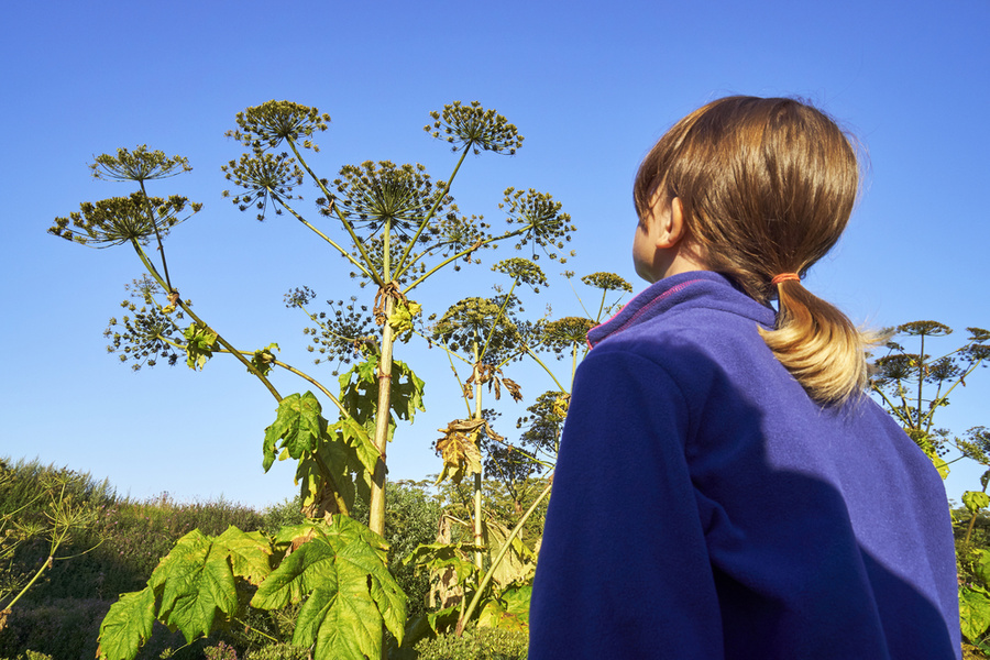 Какие ядовитые растения могут оказаться на даче и навредить человеку? Обложка © Shutterstock