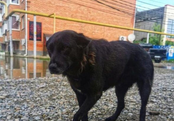 Собака, спасшая упавшего в обморок мальчика в Краснодаре. Обложка © t.me / tipichkras