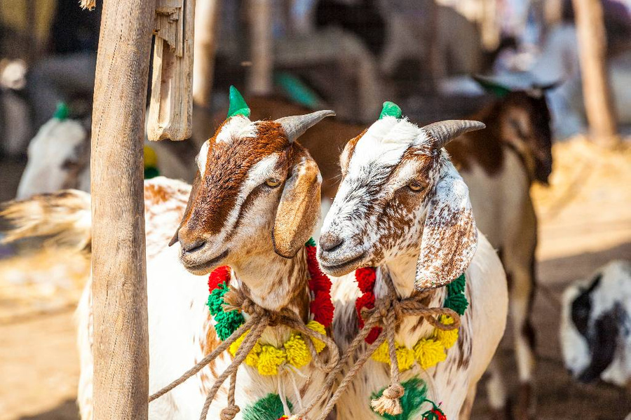 Жителям Бали и Судана пришлось взять замуж козу и корову. Фото © Getty Images / Meinzahn