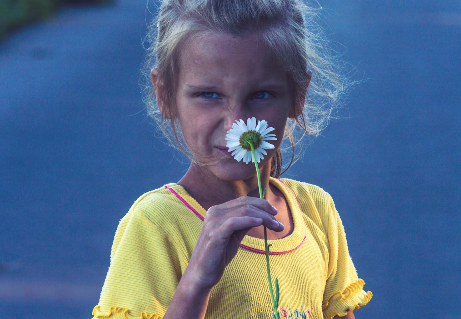 Ромашка — символ Дня семьи, любви и верности, пусть и не всем нравится запах этого цветка. Фото © Vitolda Klein / Unsplash 