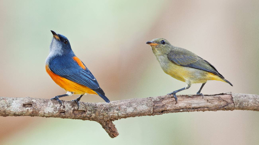 Учёные удивили новыми исследованиями: птицы тоже разводятся и не прощают измен. Пара рубиновогорловых цветососов. Обложка © Shutterstock