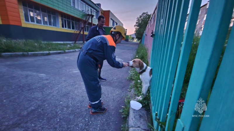 На Камчатке спасатели вызволили собаку, которую лиса загнала в ловушку. Обложка © МЧС России по Камчатскому краю