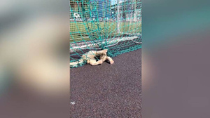 "Да не ори ты!": Под Петербургом спасатели освободили кота, застрявшего в футбольной сетке