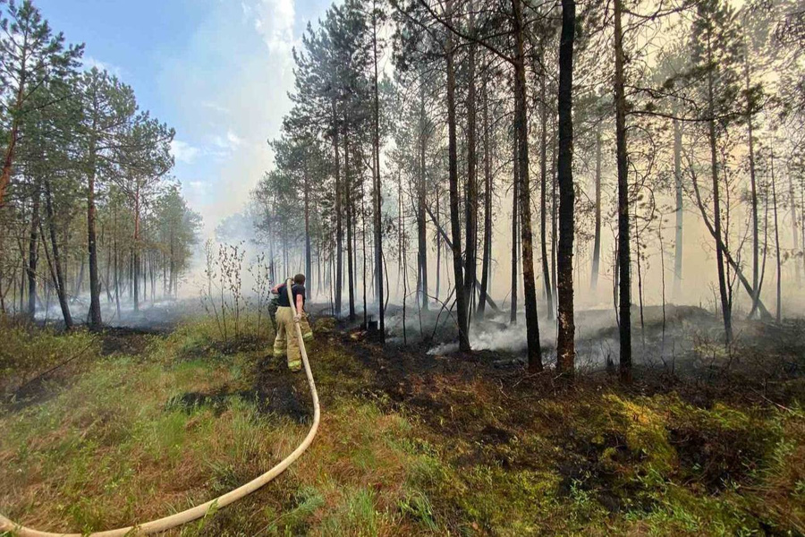 Лесной пожар в Югре. Обложка © Telegram / Глава ХМАО Наталья Комарова