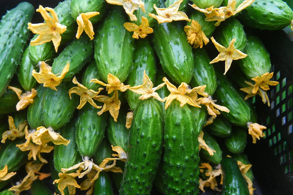 15 июля в Суздале отмечают праздник Огурца. Фото © Агентство "Москва" / Сергей Киселёв