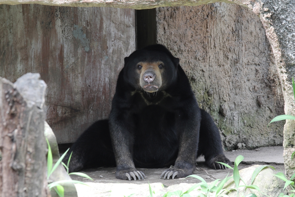 Грустный и приунывший малайский медведь. Фото © Shutterstock