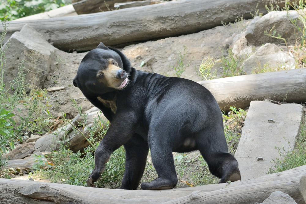 Самые нелепые медведи в мире. Фото © Shutterstock
