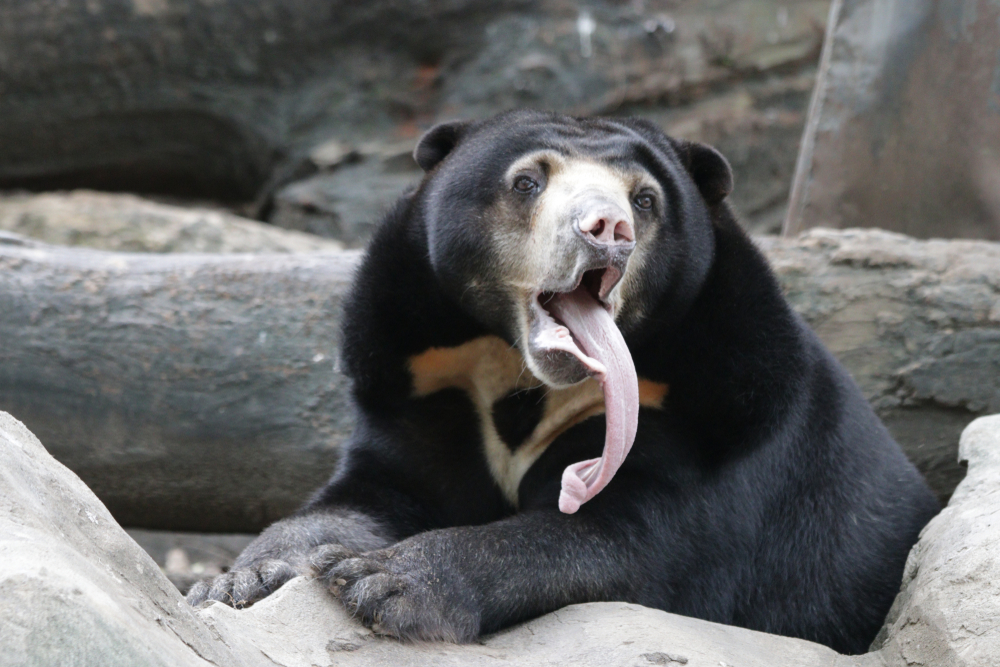 Как выглядят малайские медведи. Фото © Shutterstock