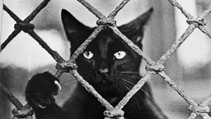 10 архивных фото котов из СССР, которые докажут, что любовь к этим милахам не знает границ и времени