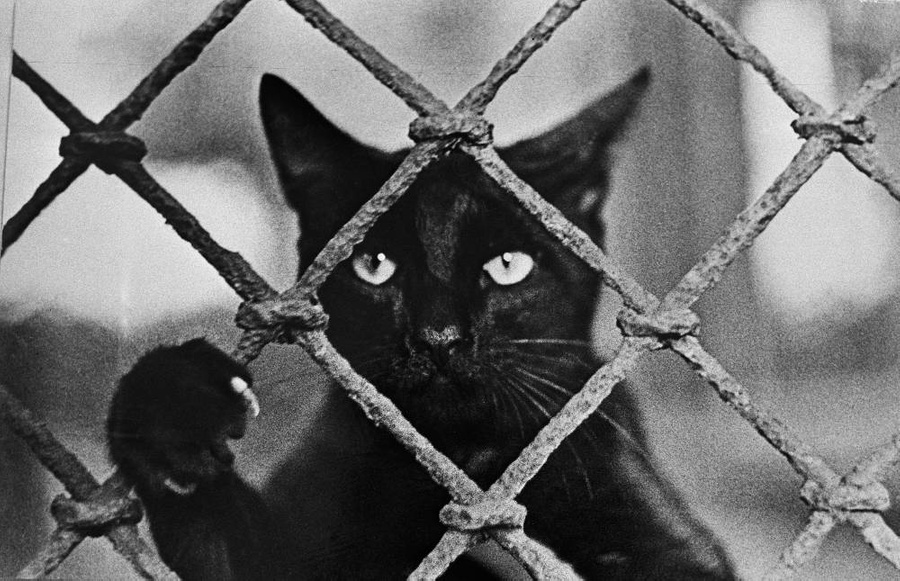 Кошки в СССР: как люди любили этих животных. Фото © ТАСС / Олег Бурбовский 