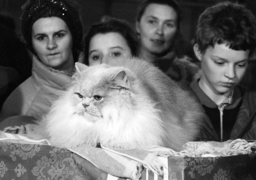 Советские кошки: 10 забавных и трогательных моментов, запечатлённых на снимках. Фото © ТАСС / Андрей Бабушкин 