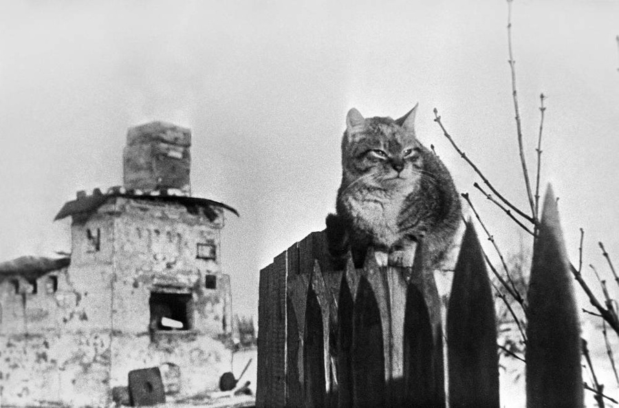 10 архивных фото котов из СССР, доказывающих, что любовь к этим милахам не знает границ и времени. Фото © Фотохроника ТАСС