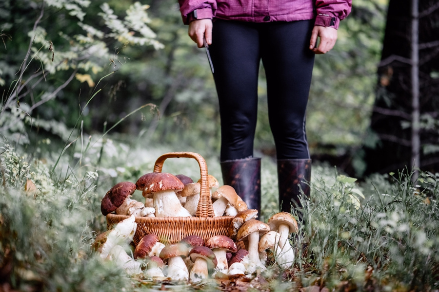 Белые грибы. Фото © Shutterstock