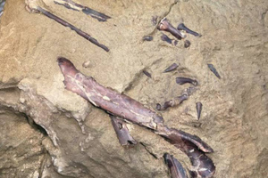 В России обнаружили уникальные окаменелости динозавра, близкого к современным птицам