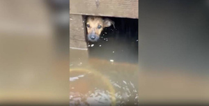 В Приморье спасли собак из затопленного приюта