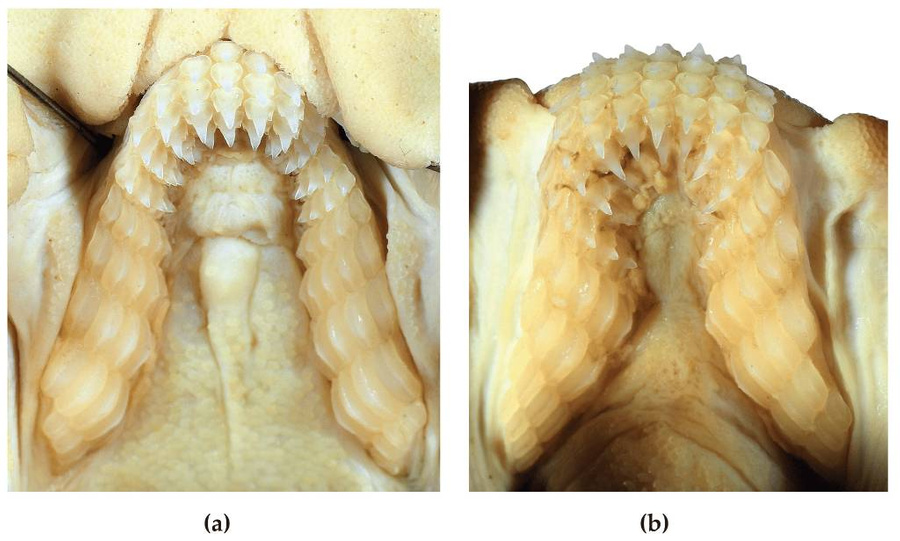 Челюсти Heterodontus marshallae: верхняя (а) и нижняя (б). Фото © Diversity