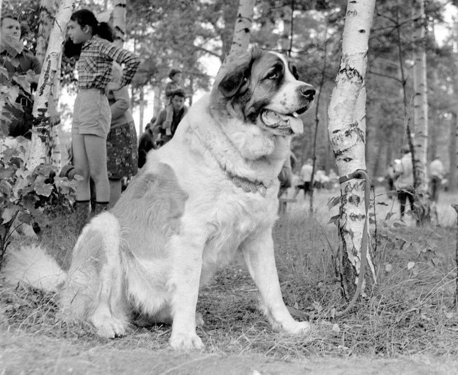 Собаки в СССР: 10 архивных фото, которые вас поразят. Фото © ТАСС / Геннадий Чесноков