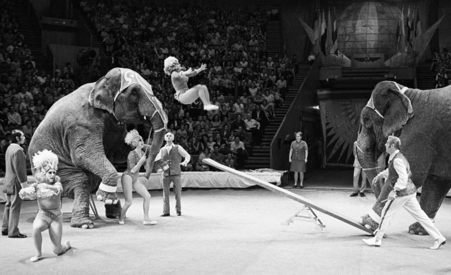 Советские цирки: клоуны, дрессированные животные и акробаты. Фото © ТАСС / Валентин Черединцев